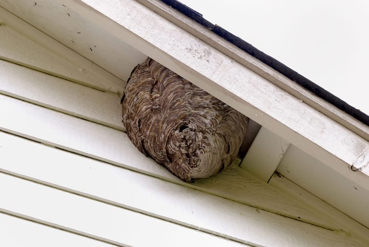 pest control monterey park ca